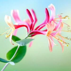 Japanese Honeysuckle