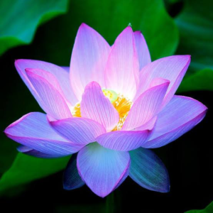 Lotus Flower