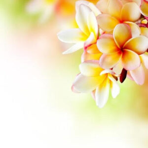 Wild Frangipani