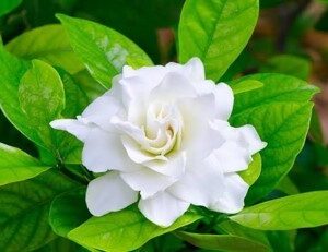 Gardenia