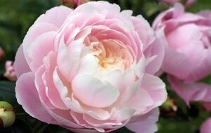 PINK PEONY