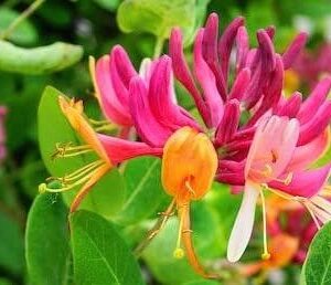 Wild Honeysuckle